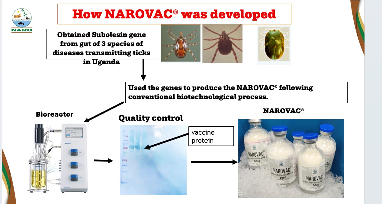 Development of the NARO anti-tick vaccine
